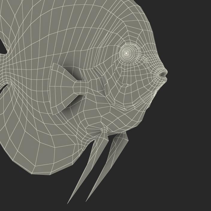 3D Symphysodon Fish Rigged model