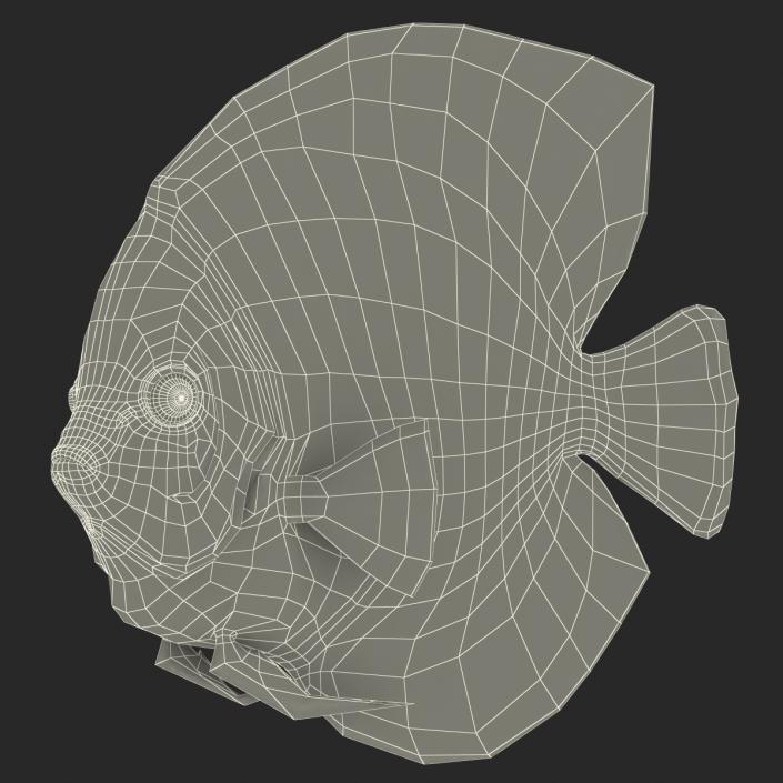 3D Symphysodon Fish Rigged model