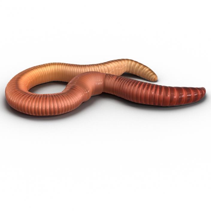 Earth Worm Pose 3 3D