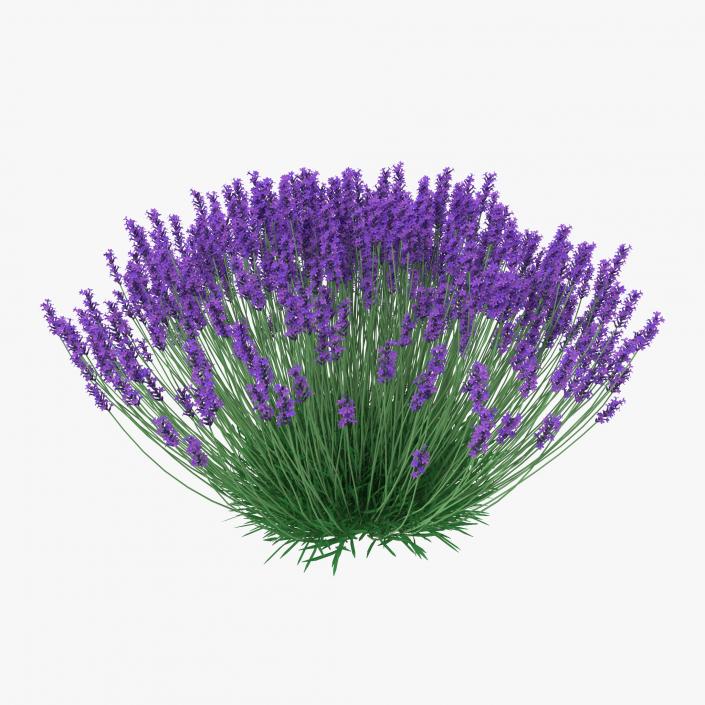 3D Lavender Bush model