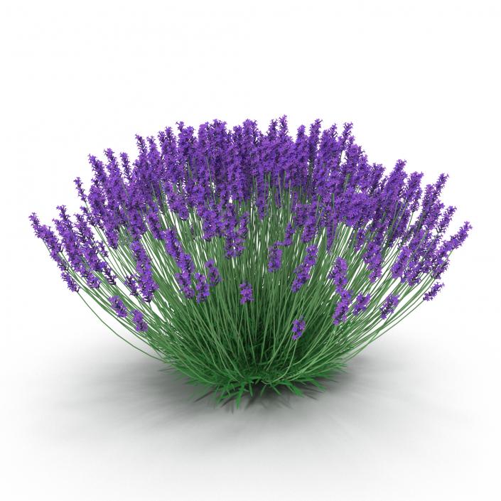 3D Lavender Bush model