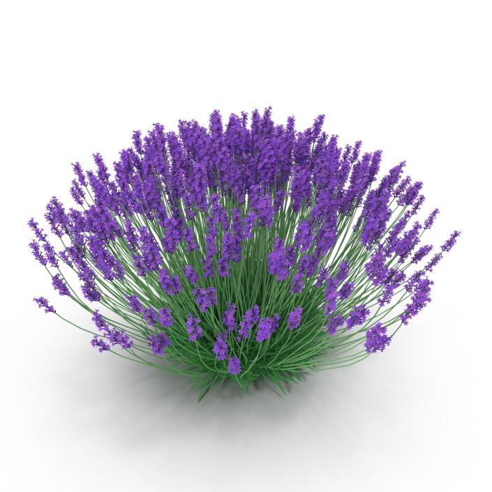 3D Lavender Bush model