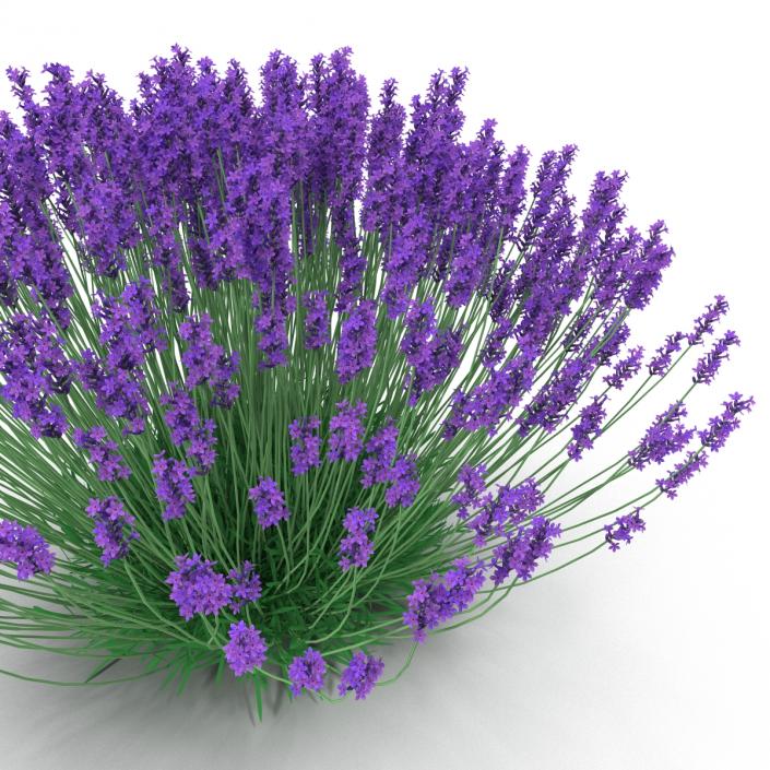 3D Lavender Bush model