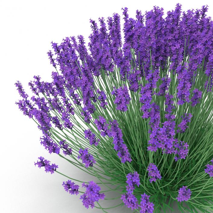 3D Lavender Bush model