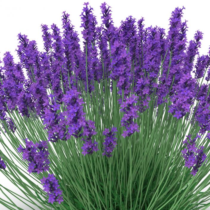 3D Lavender Bush model