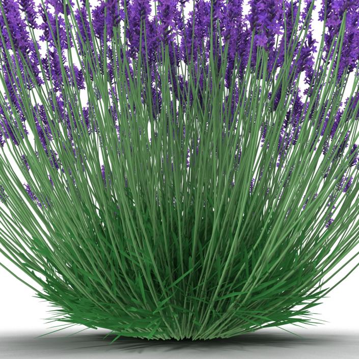 3D Lavender Bush model