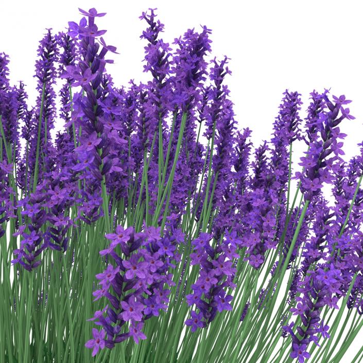 3D Lavender Bush model