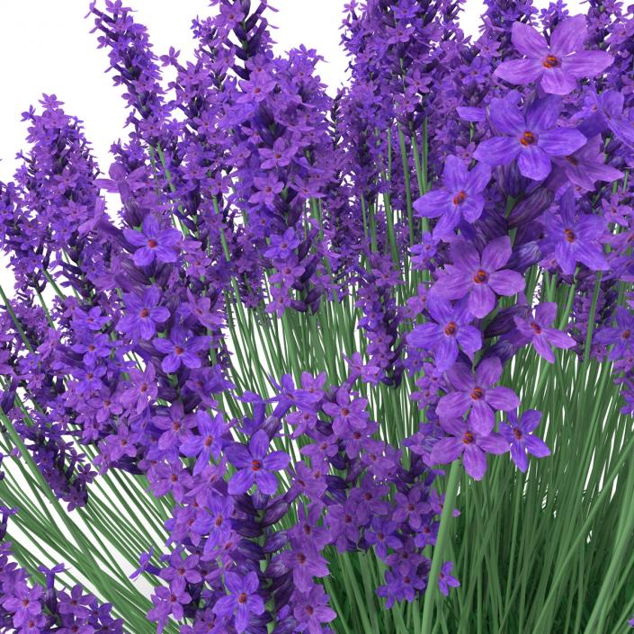 3D Lavender Bush model