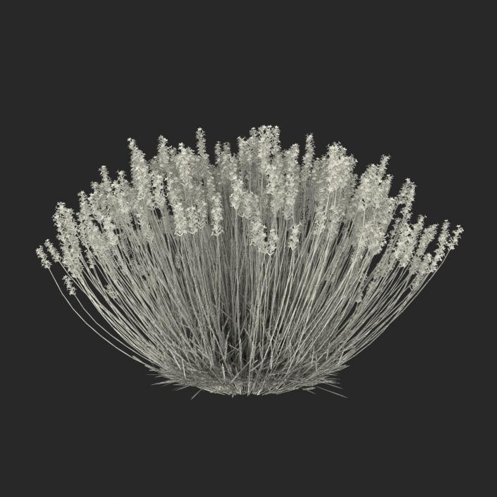 3D Lavender Bush model