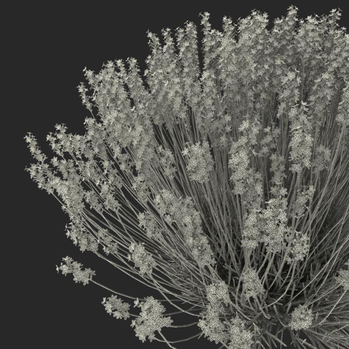 3D Lavender Bush model