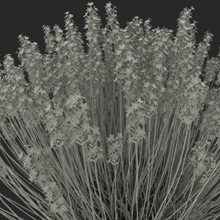 3D Lavender Bush model