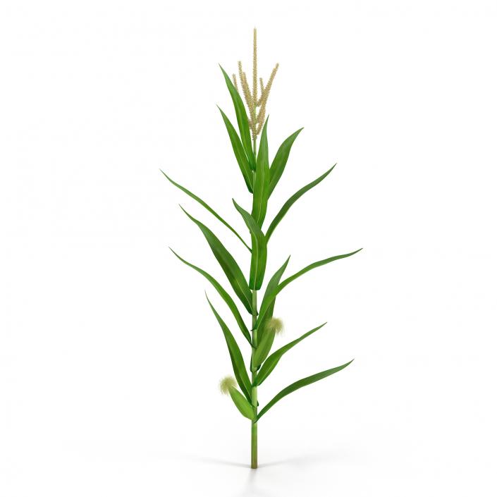 3D Young Corn Plant