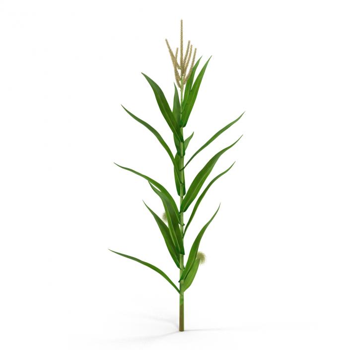 3D Young Corn Plant