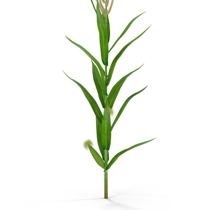 3D Young Corn Plant