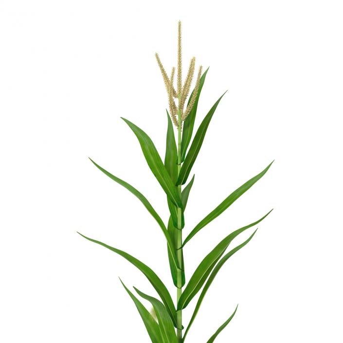 3D Young Corn Plant