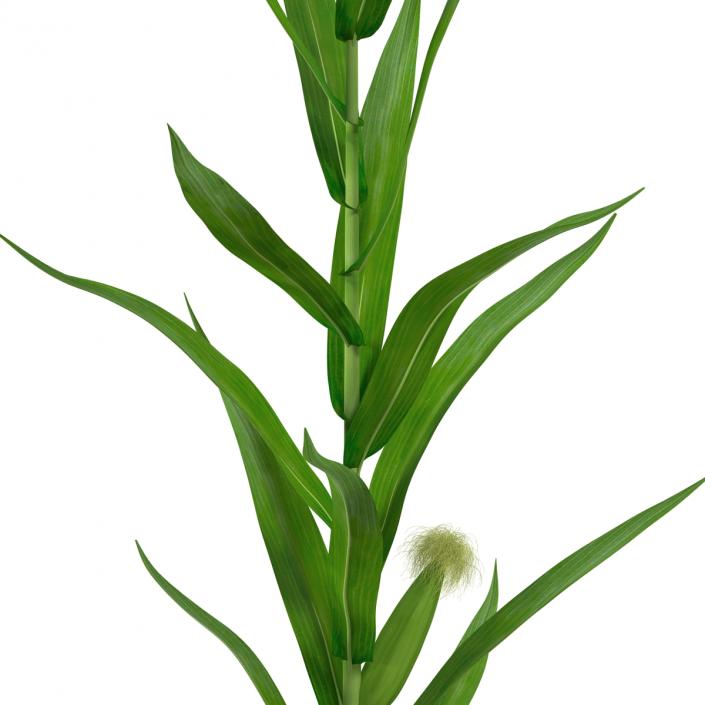 3D Young Corn Plant