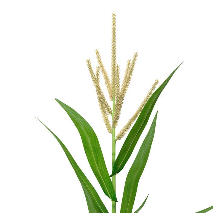 3D Young Corn Plant