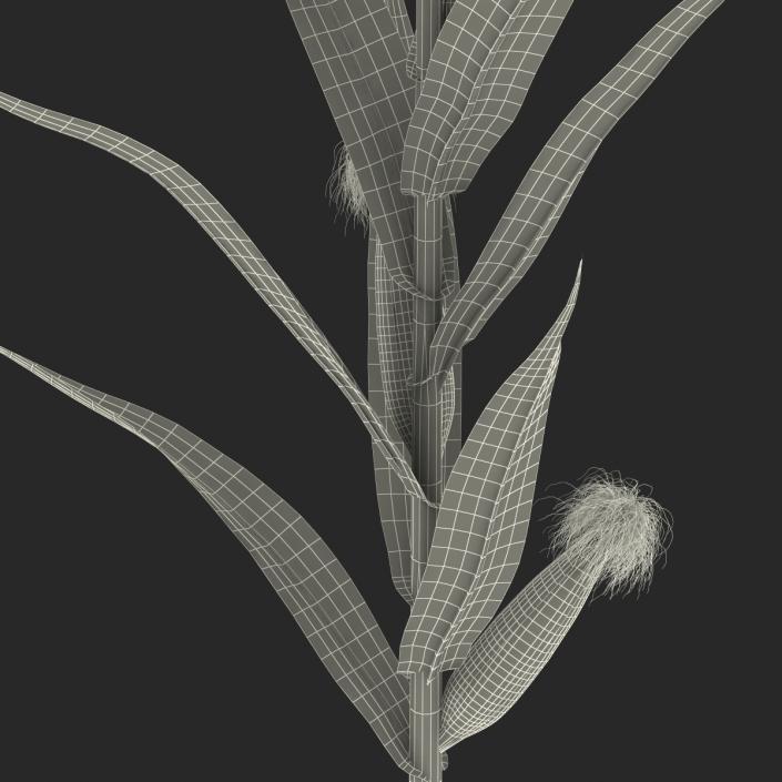 3D Young Corn Plant