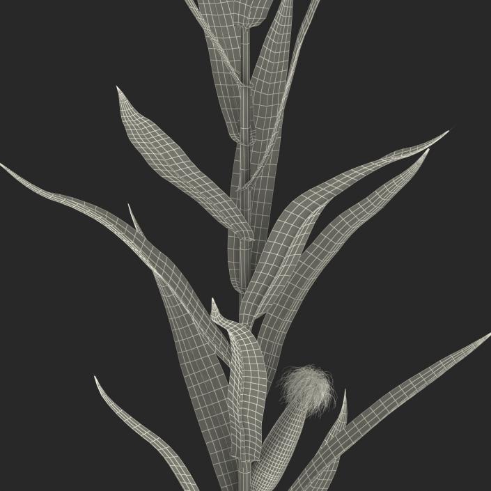 3D Young Corn Plant