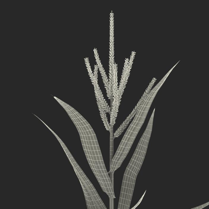 3D Young Corn Plant