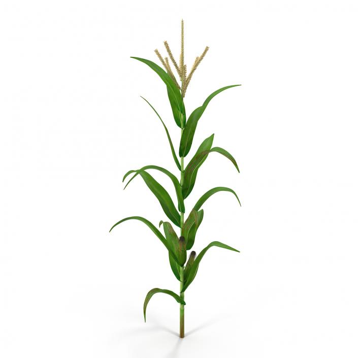 3D model Corn Plant