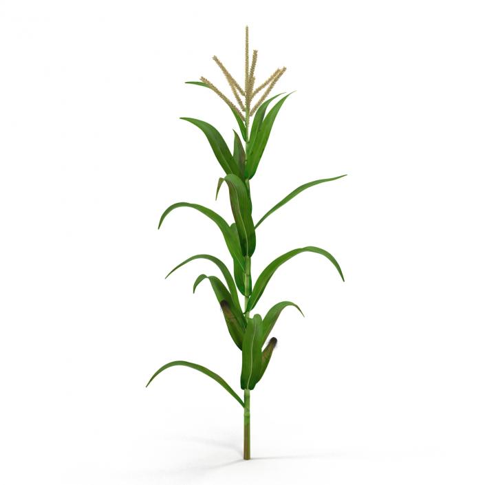 3D model Corn Plant