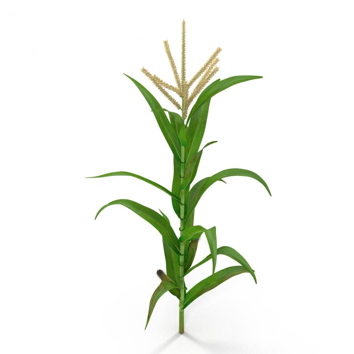 3D model Corn Plant