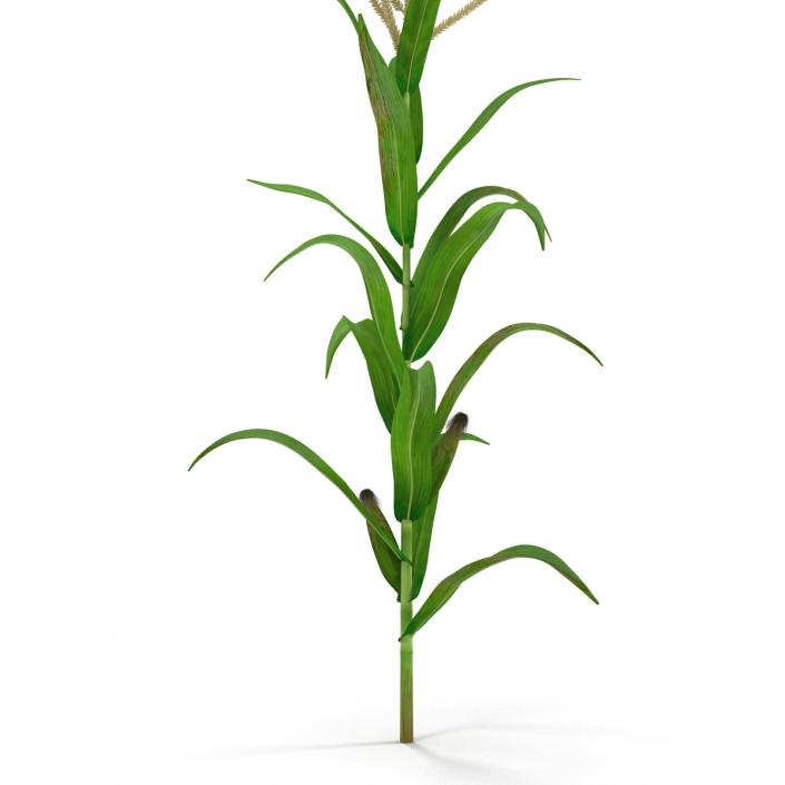 3D model Corn Plant