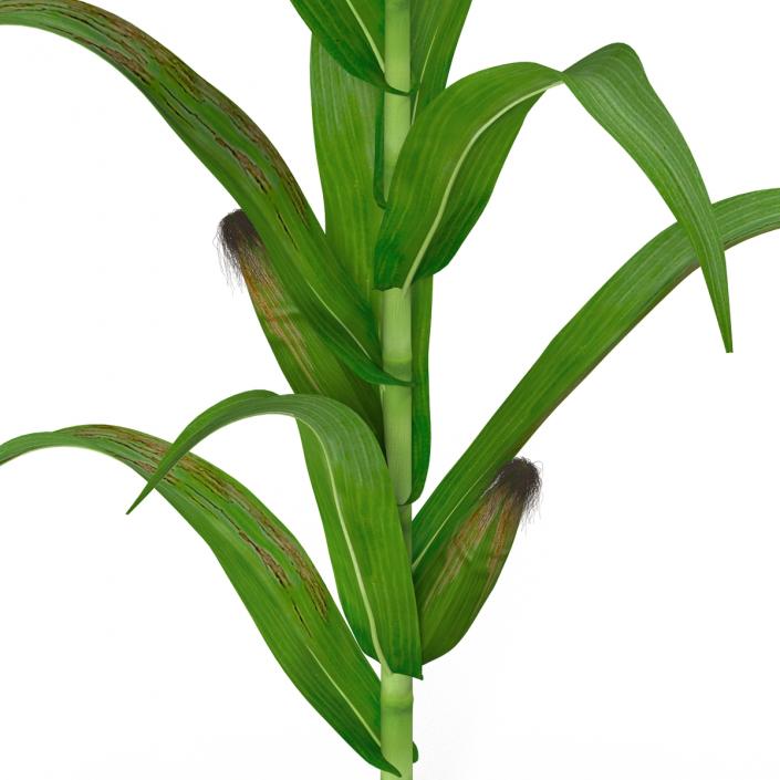 3D model Corn Plant