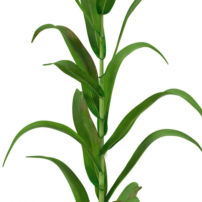 3D model Corn Plant