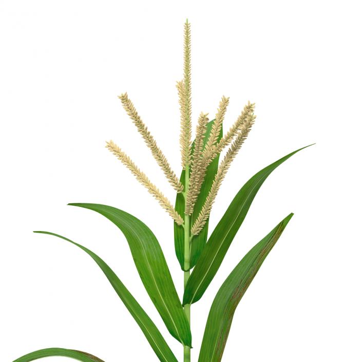 3D model Corn Plant