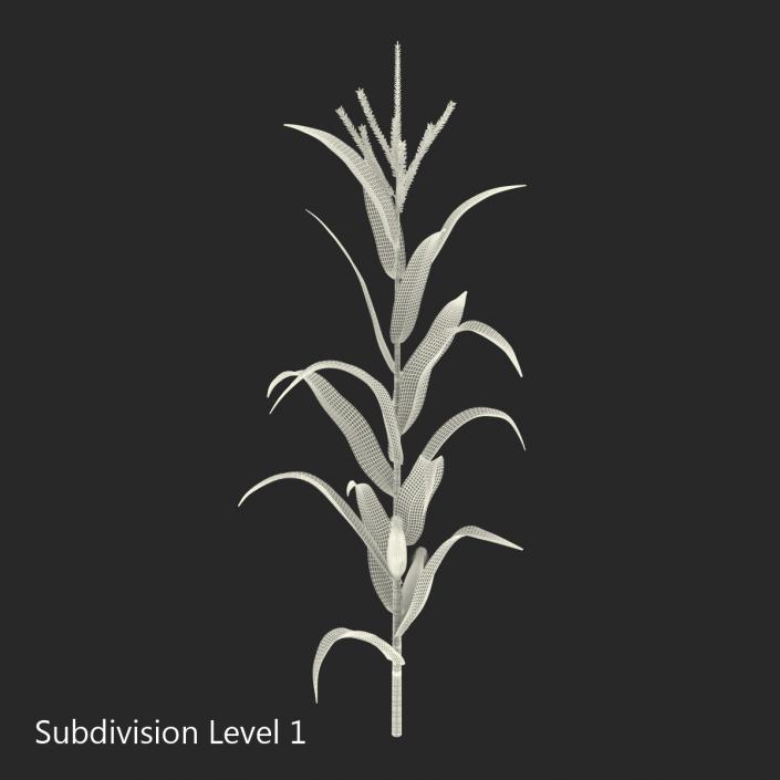 3D model Corn Plant