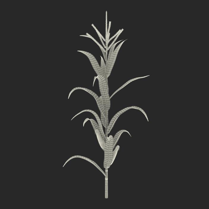 3D model Corn Plant