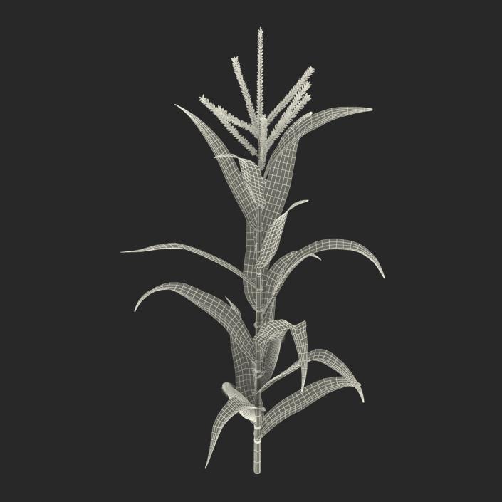 3D model Corn Plant