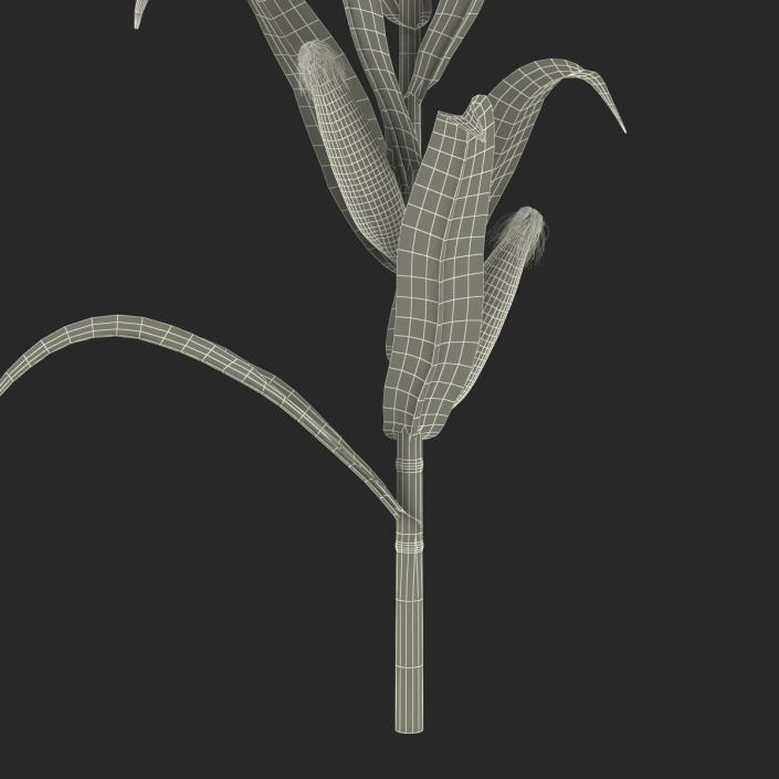 3D model Corn Plant