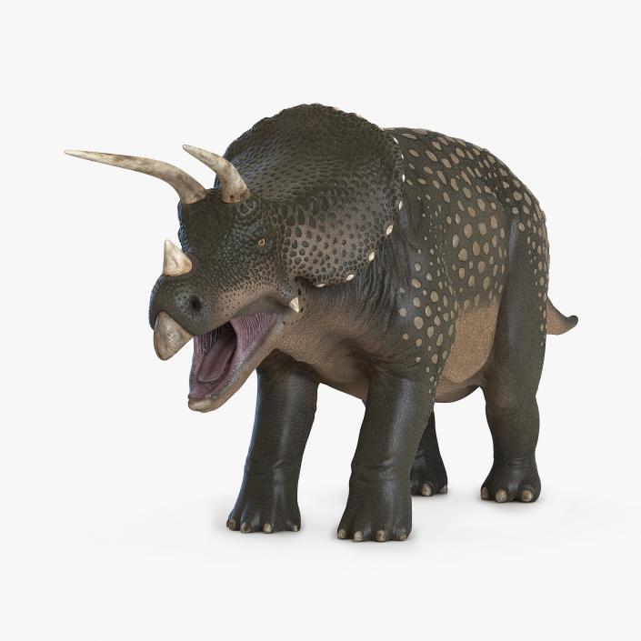 3D Triceratops