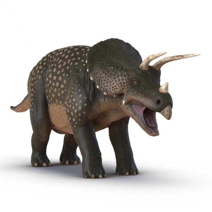 3D Triceratops