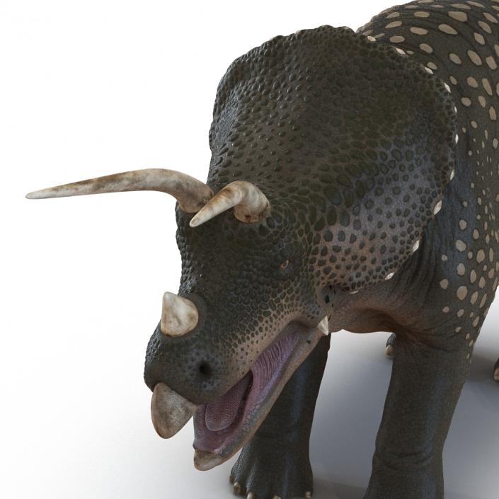 3D Triceratops