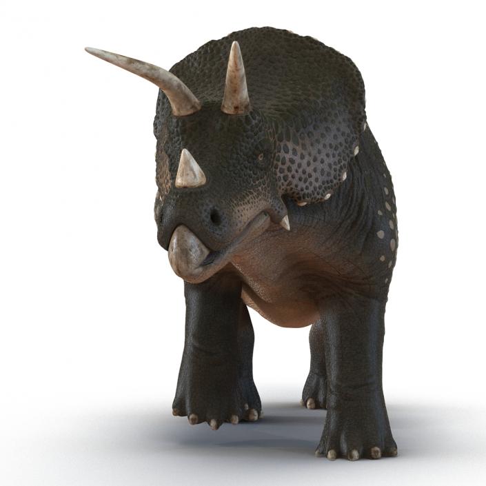 3D Triceratops Pose 3 model