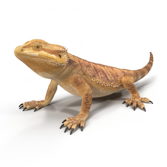 3D Bearded Dragon Pose 2