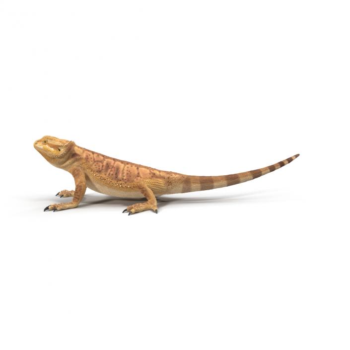 3D Bearded Dragon Pose 2