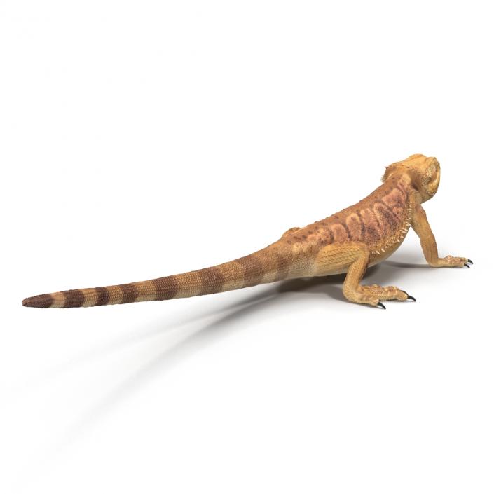 3D Bearded Dragon Pose 2