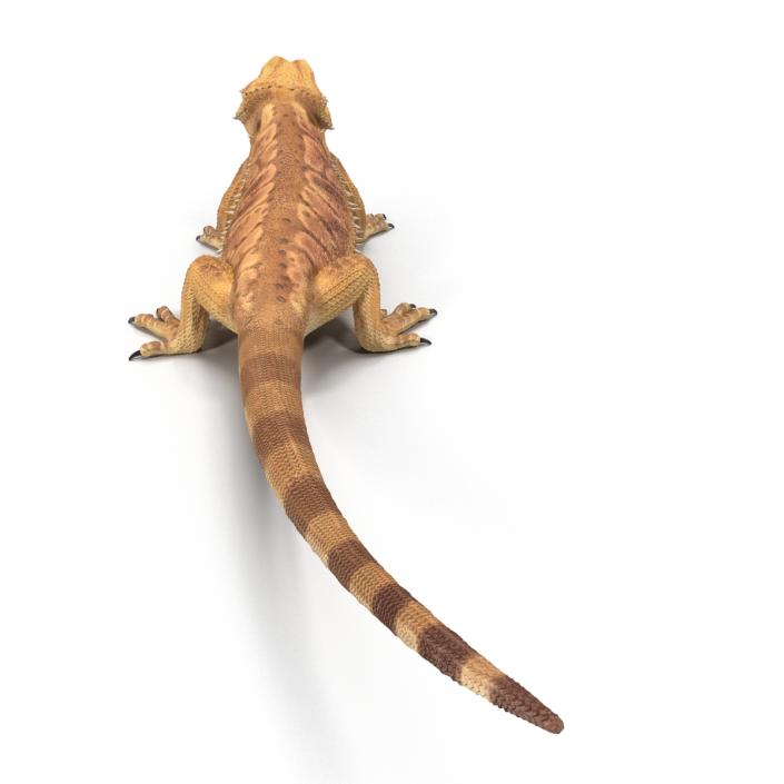 3D Bearded Dragon Pose 2