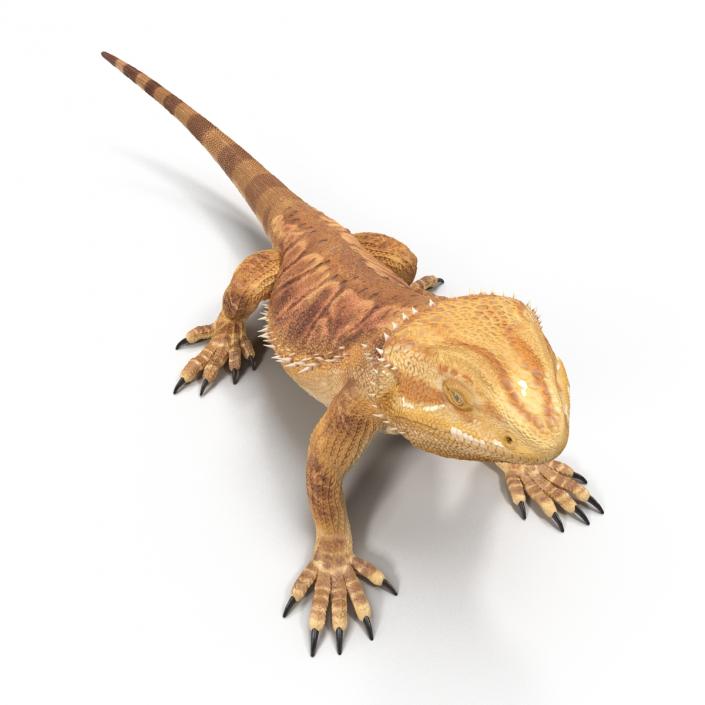 3D Bearded Dragon Pose 2