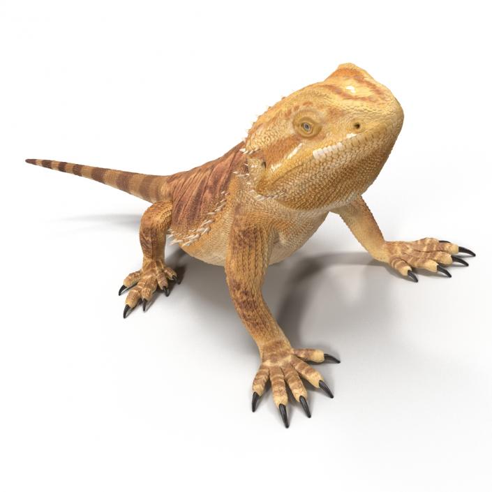 3D Bearded Dragon Pose 2