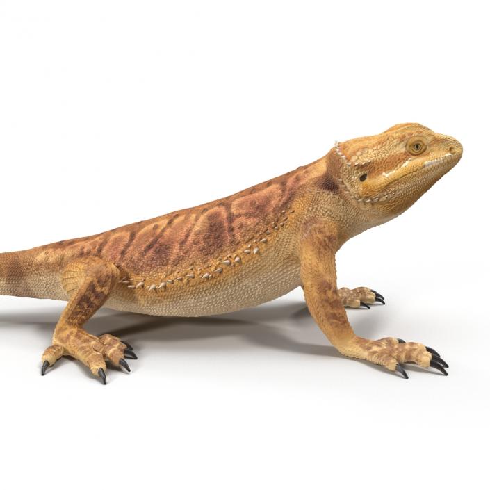 3D Bearded Dragon Pose 2