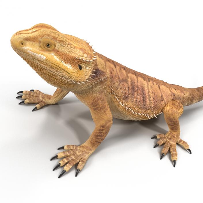 3D Bearded Dragon Pose 2