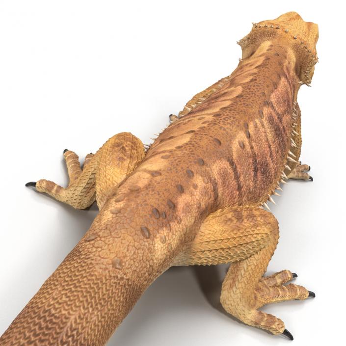 3D Bearded Dragon Pose 2