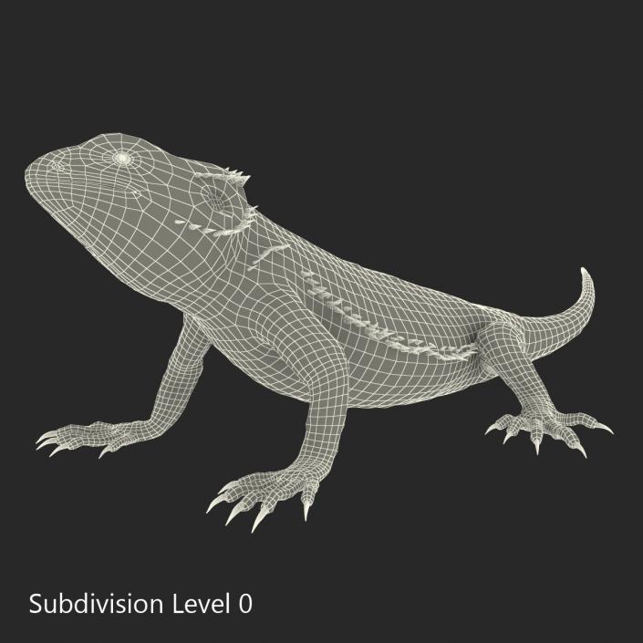 3D Bearded Dragon Pose 2