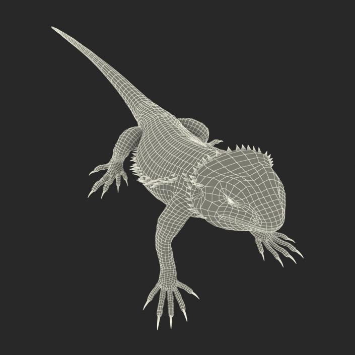 3D Bearded Dragon Pose 2